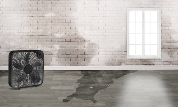 Best Basement water damage restoration  in Telford, PA